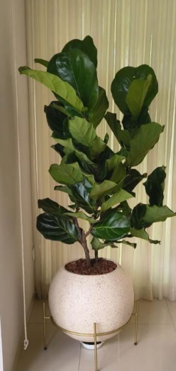 Ficus lyrata compacto